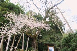 余川古寺の桜H30-1