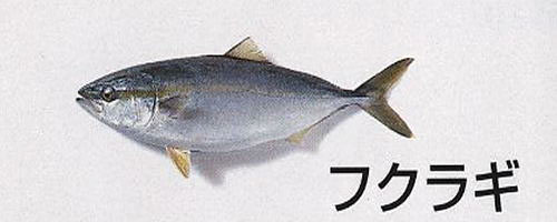 魚のさばき方 フクラギ きときとひみどっとこむホームページ