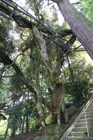 藤波神社H28.5.4-3