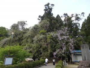 5月7日礒部神社