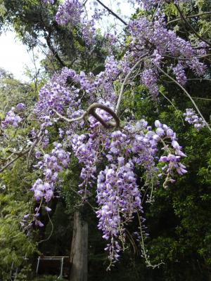 5月7日礒部神社