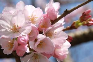 氷見の桜