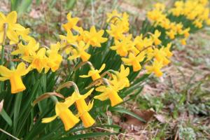 上久津呂ツバキキクザクラ0408-1