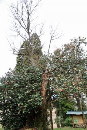 上久津呂ツバキキクザクラ0408-2