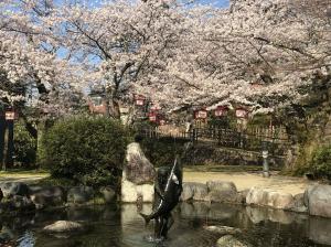 朝日山公園の桜0413-1