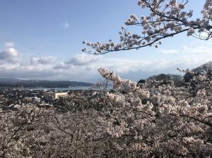 朝日山公園の桜0413-2