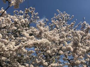 朝日山公園の桜0413-3
