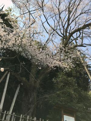 余川古寺の桜0414-1