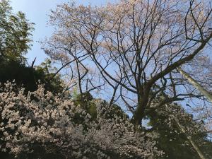 余川古寺の桜0414-2