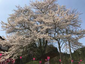 駒つなぎ桜0414-1