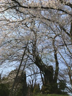 駒つなぎ桜0414-2