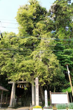 藤波神社290512-1