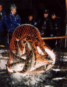 烏賊釣り船