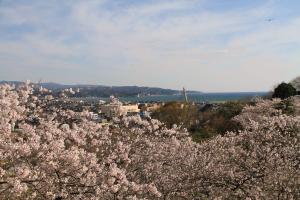 朝日山公園桜0405-2