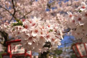 朝日山公園桜0405-3