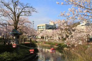 湊川桜0405-1