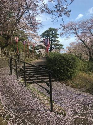 朝日山公園桜0408-2