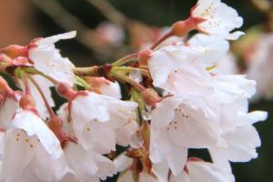 余川古寺の桜H30-2