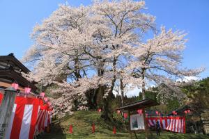 駒つなぎ桜0408-1