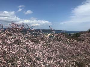 朝日山公園桜0408-2