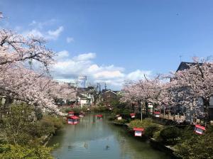 湊川の桜0408-1