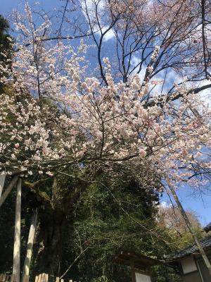 余川古寺の桜0409-1