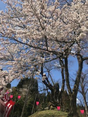 駒つなぎ桜0409-1