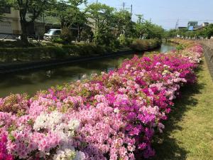 湊川のツツジ0512-1