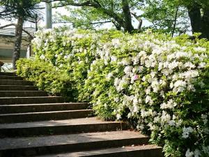 朝日山公園のツツジ