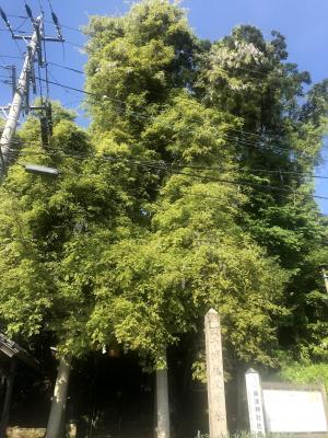 藤波神社0516-1