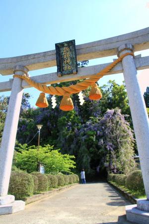 礒部神社の藤0516-1