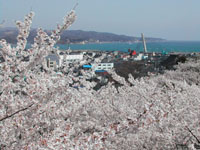 朝日山公園の桜