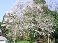 駒つなぎ桜