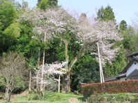 余川古寺の桜