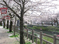 湊川の桜