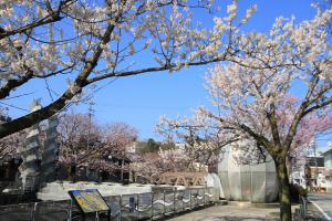 湊川の桜0403-1