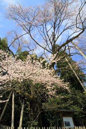 余川古寺の桜0403-1