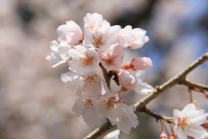 余川古寺の桜0403-2