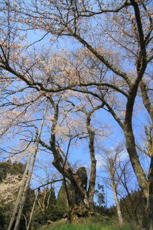 駒つなぎ桜0403-1