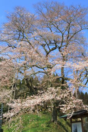 駒つなぎ桜4003-2