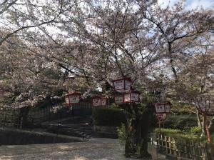 朝日山公園(令和2年4月17日)