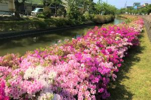 ツツジ湊川