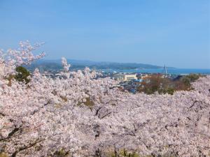 朝日山公園桜イメージ