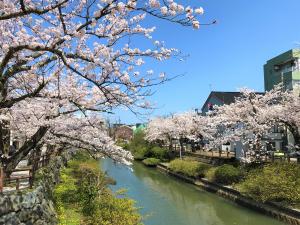 湊川の桜0401