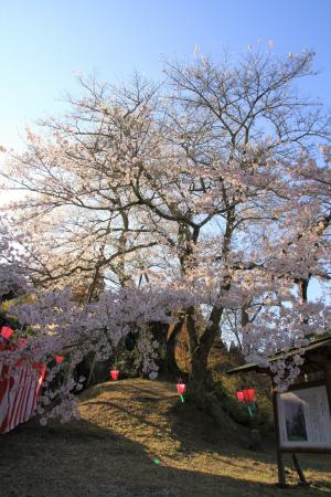 駒つなぎ桜