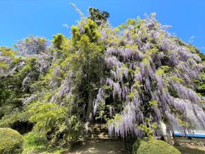 礒部神社の藤