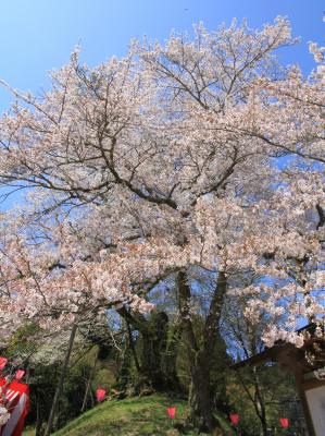 駒つなぎ桜