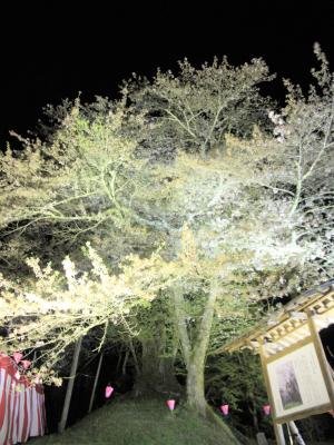 駒つなぎ桜