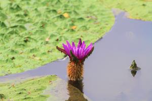 オニバスの花