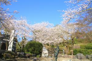 朝日山公園の桜